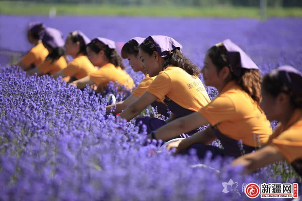 年会策划公司：[旅游] 走起，去伊犁看薰衣草！