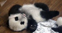 企业活动策划：欧洲发现1000万年前大熊猫化石 起源地之谜再起