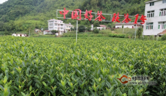活动策划公司：“中国好茶.陕茶一号”新品推介会成功签约6个项目